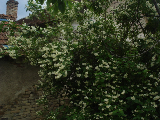 iasomia - flori in gradina mea