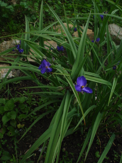 bunadimineata - flori in gradina mea