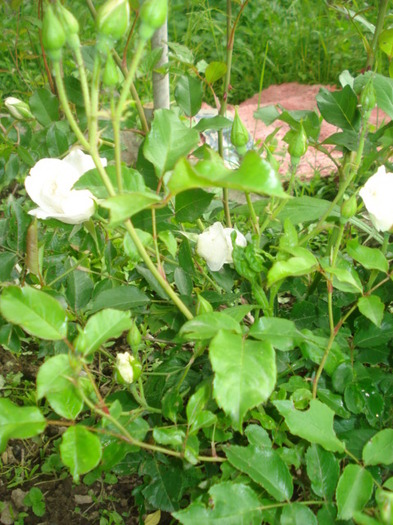 DSC05140 - flori in gradina mea