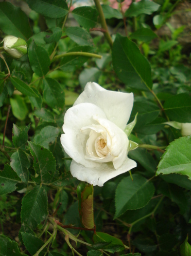 trandafir tufa alb