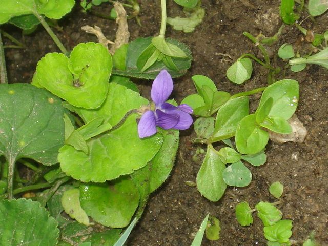 toporas care infloreste tot anul