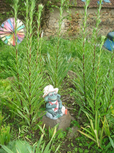 broscuta care pazeste florile