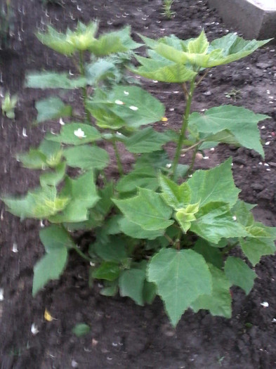 hibi moscheotus rosu