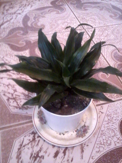 P180512_1051 - florile mele 2012