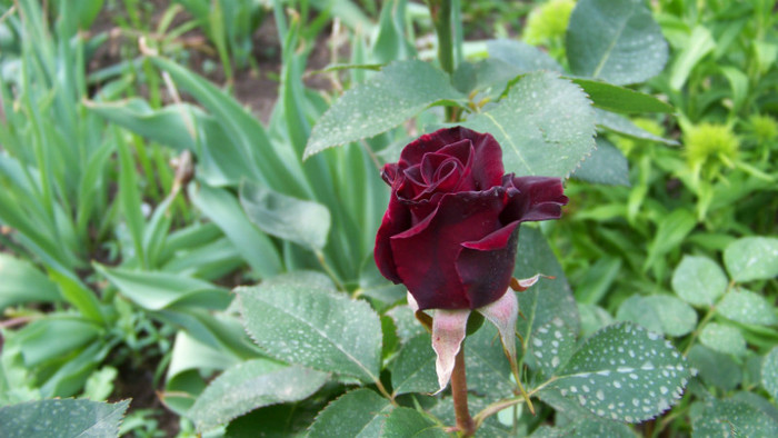 Black Baccara