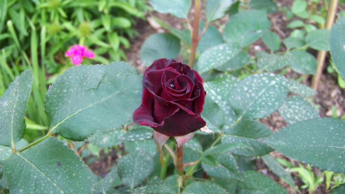 Black Baccara