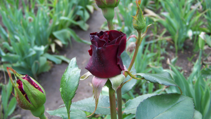 Black Baccara