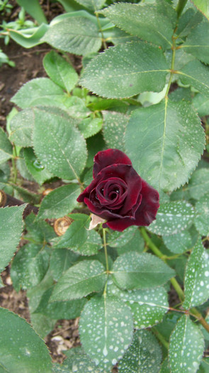 Black Baccara - Trandafiri 2012