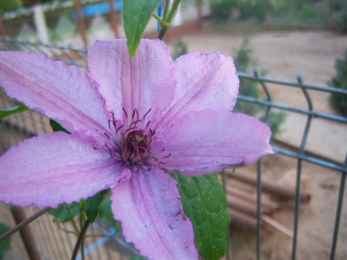 100_6428 - Clematis