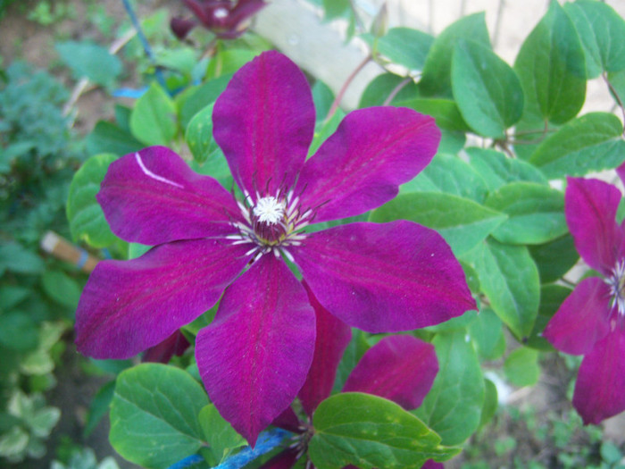 100_6429 - Clematis