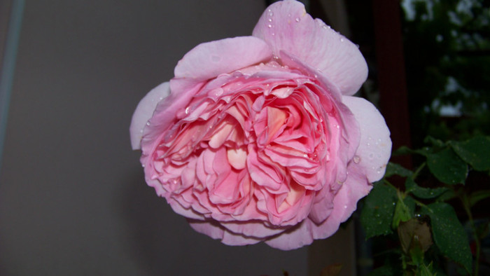 Abraham Darby - Trandafiri 2012