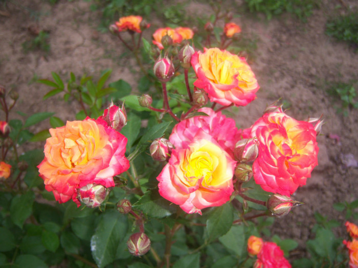 100_6453 - Trandafiri de gradina2012