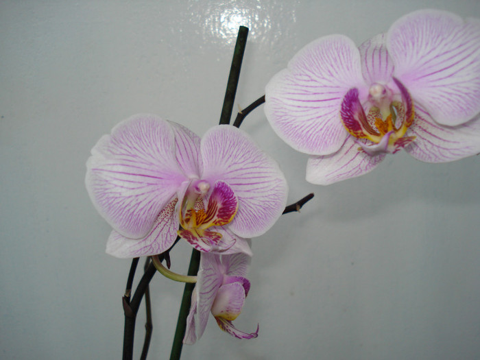 DSC02845 - ORHIDEE 2010 - 2014