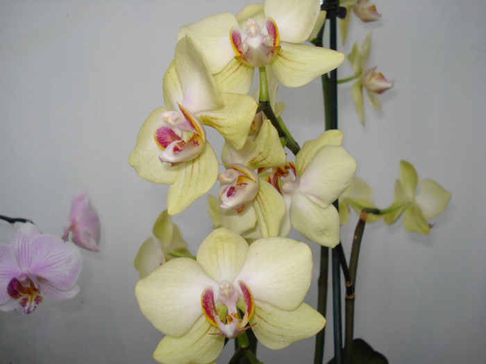 DSC02864 - ORHIDEE 2010 - 2014