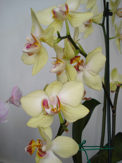 DSC02865 - ORHIDEE 2010 - 2014