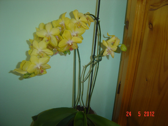 poze 685 - 2012 ORHIDEEA