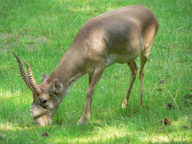 Antilopa saiga - Animale pe cale de disparitie