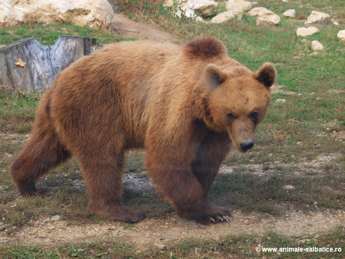 ursul brun - Animale pe cale de disparitie