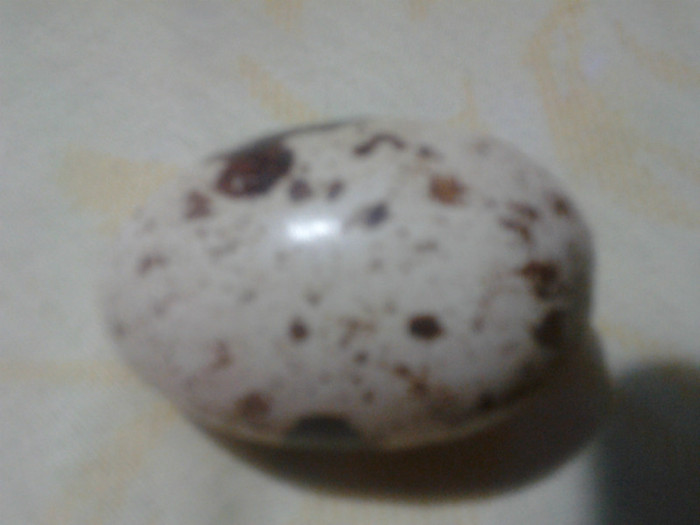 Picture 338 - NOU un ou gigant de prepelita si oua de gaina