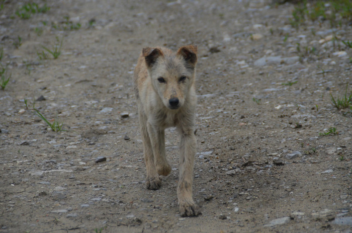 DSC_0352 - motru