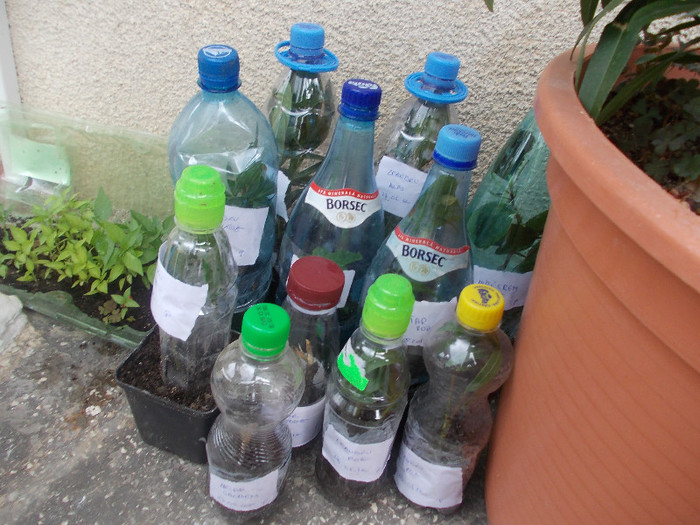 hibi crem,leandrii., ambutiloni