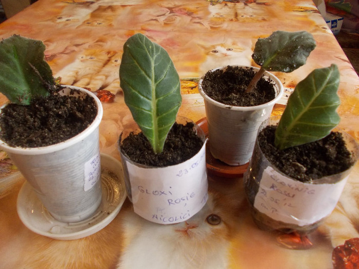 gloxi pt nikolici si violete de la pompilia