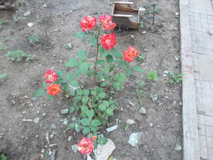 cccc 048