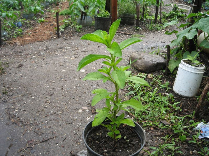 Stevia rebaudiana,; Stevia este o planta mult mai dulce decat zaharul
