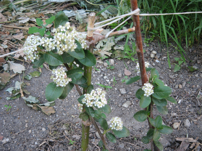 Aronia inflorita - Arbusti ornamentali fructiferi - Aronia melanocarpa nero Scorus negru