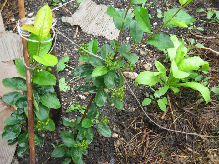 Aronia fructe - Arbusti ornamentali fructiferi - Aronia melanocarpa nero Scorus negru