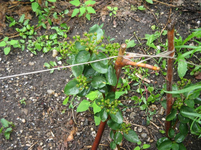 Aronia fructe - Arbusti ornamentali fructiferi - Aronia melanocarpa nero Scorus negru