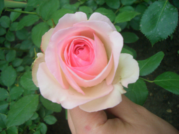 eden rose 2 - trandafiri 2012