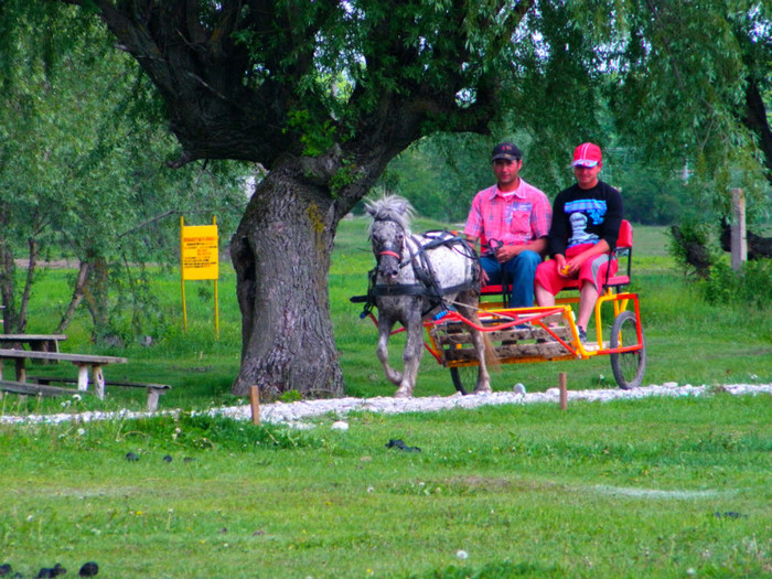 poza 115