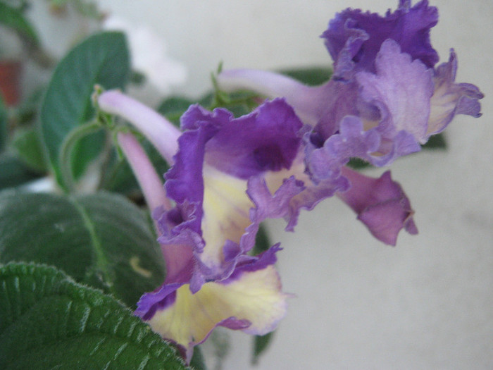  - streptocarpus Silvia