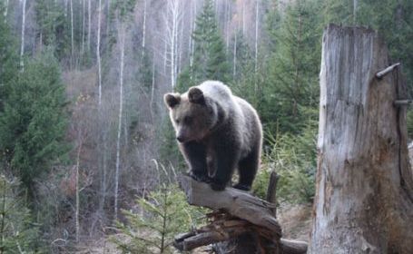 urs carpatin - DUSMANII NATURALI AI CAINILOR CIOBANESTI