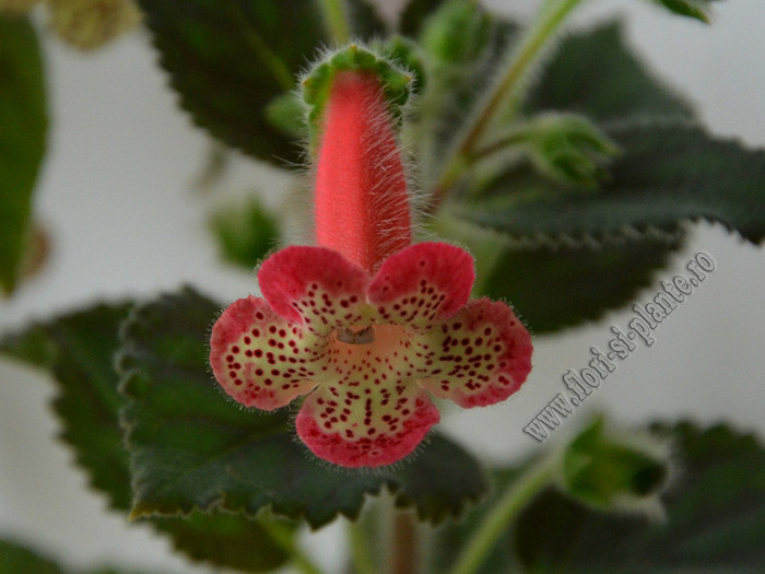 NEW - Kohleria Lima - imagini in premiera; 20121
