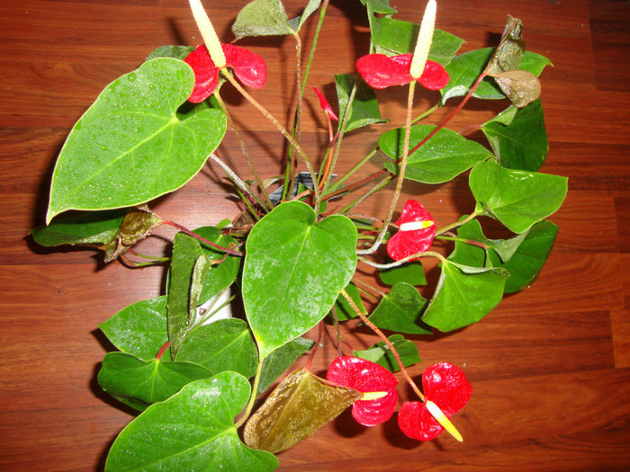 frumosul meu - florile mele2
