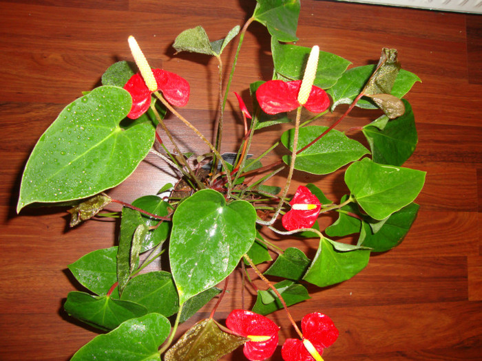 si inca 4 se pregatesc