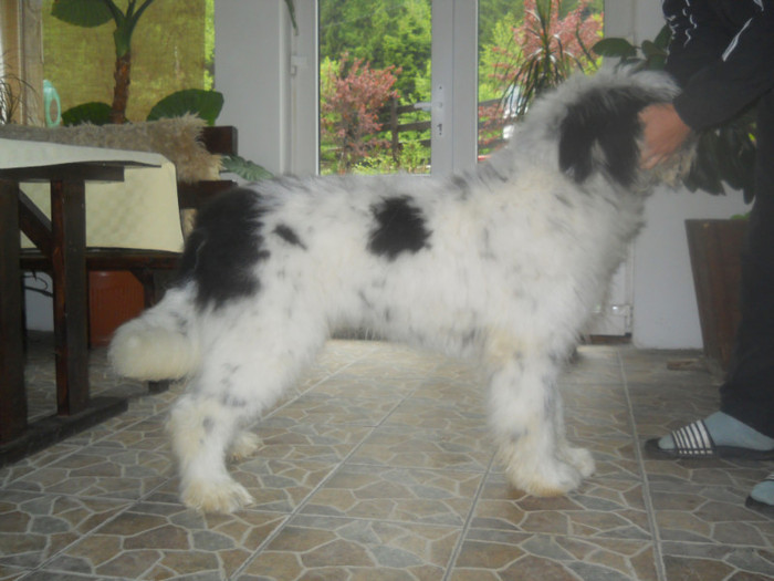 Alpin  8 luni