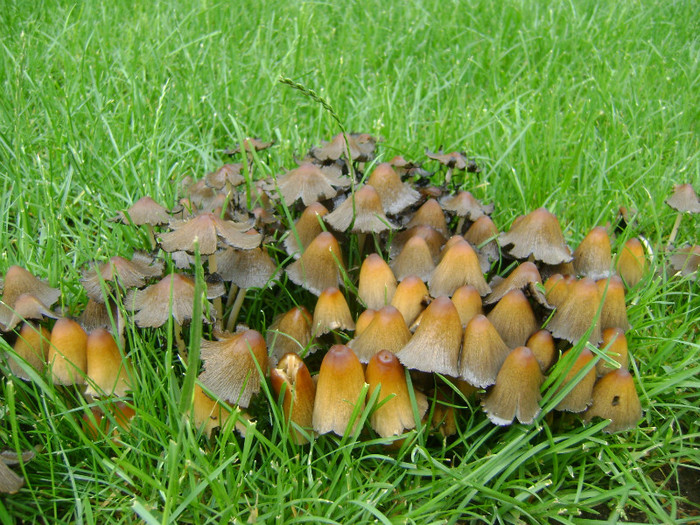 DSC05496 - Ciuperci in iarba
