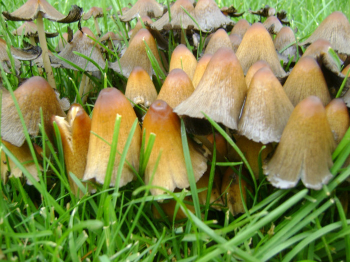 DSC05498 - Ciuperci in iarba