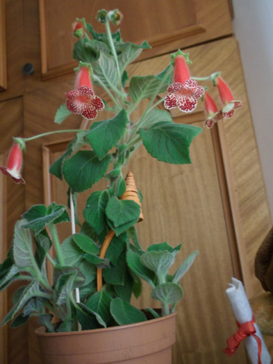 de la Meme - FLORI DIVERSE