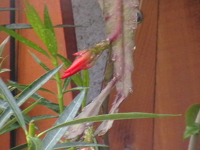 Picture 062