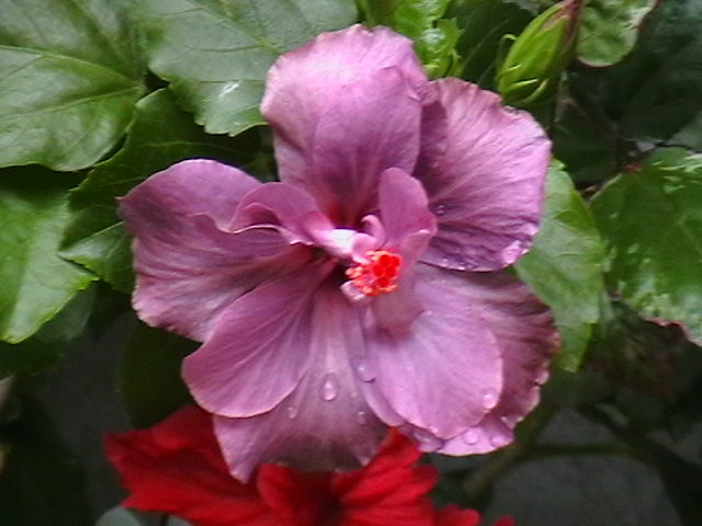 blue diamondul