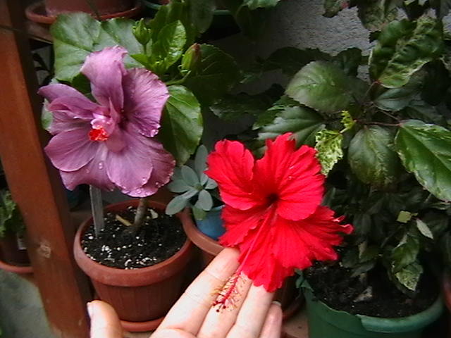 Picture 078