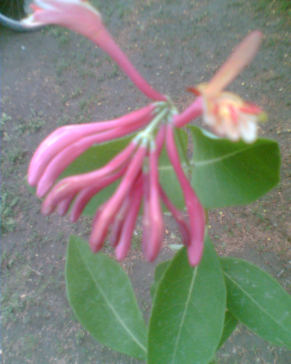 Imag041 - Diverse flori
