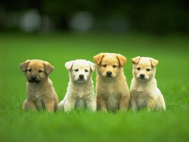 4-cute-puppies-wallpaper-640x480 - catei