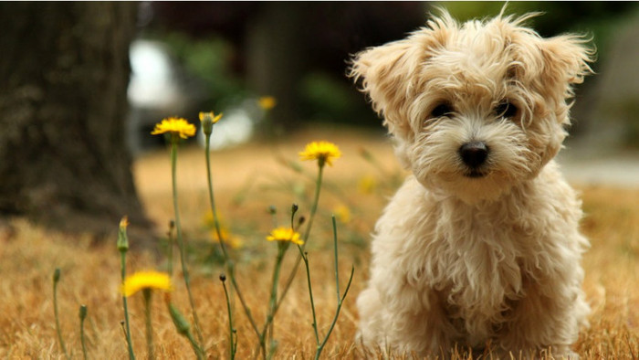 dogs_hd_cici-852x480