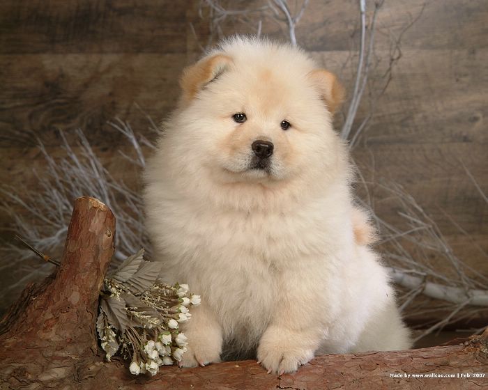 Chow_Chow_dog_wallpaper_85044