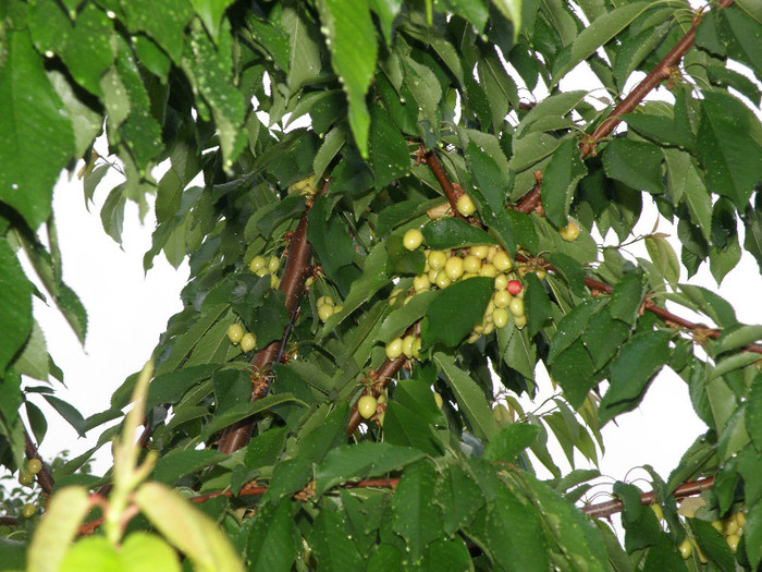 noutati 007